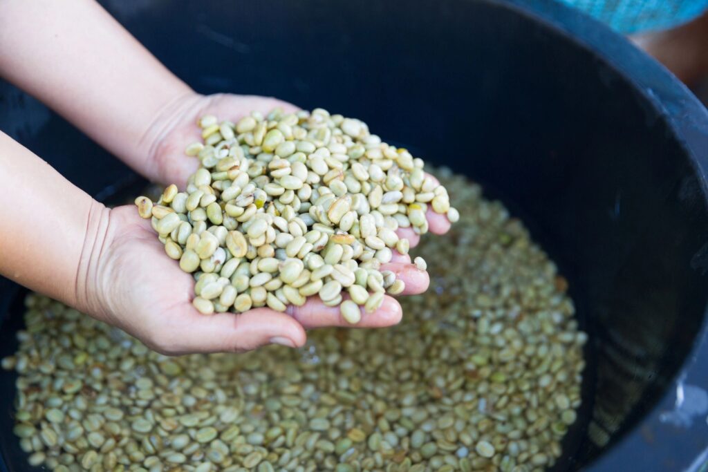 Close up hand harvest red ripe coffee seed robusta arabica berry harvesting coffee farm. Hand people harvest coffee bean ripe Red berries plant fresh seed coffee tree growth in green eco organic farm